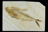 Fossil Fish (Diplomystus) - Wyoming #111252-1
